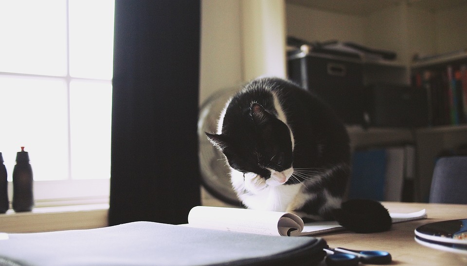 freelancing